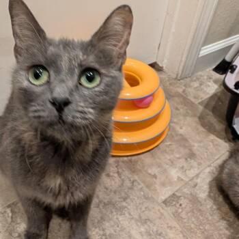 Jackie -  Domestic Short Hair Cat for Adoption in Sunnyvale, California - Jackie | PetCurious