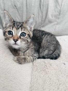 Domestic Short Hair Cats Available for Adoption - Leilani | PetCurious