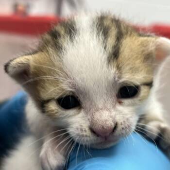Baklava -  Domestic Short Hair Cat Available for Adoption in West Palm Beach, Florida - Baklava | PetCurious