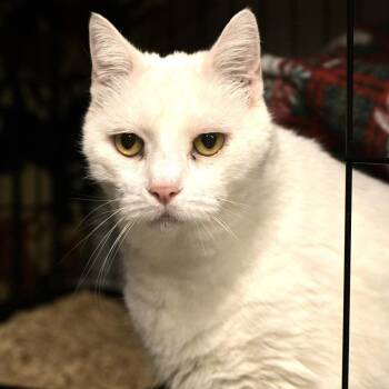 Casper -  Domestic Short Hair Cat Available for Adoption in Chilliwack, British Columbia - Casper | PetCurious