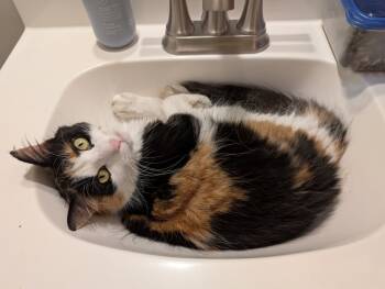 Rescue Domestic Long Hair and Calico Cats for Adoption in Cary, North Carolina - Arabella | PetCurious