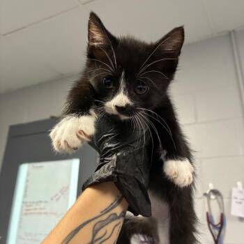Shudder -  Domestic Short Hair Cat for Adoption in Greenville, South Carolina - Shudder | PetCurious