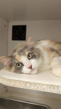 Rescue Ragdoll Cats for Adoption in Columbus, Ohio - Lola | PetCurious