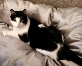 Rescue Domestic Short Hair Cats for Adoption in Seven Valleys, Pennsylvania - Kitty Baby | PetCurious