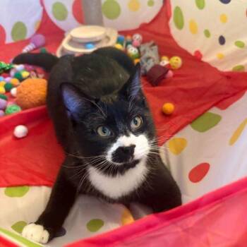Cranberry Sauce -  Domestic Short Hair Cat for Adoption in Toms River, New Jersey - Cranberry Sauce | PetCurious