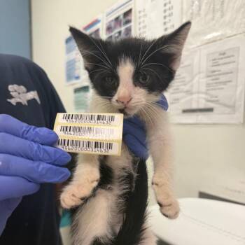 Samson -  Domestic Medium Hair Cat for Adoption in Charleston, West Virginia - Samson | PetCurious