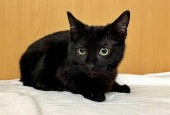 Domestic Long Hair Cats Available for Adoption - DRACO | PetCurious