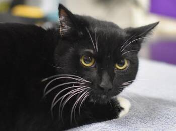 Whisper -  Domestic Short Hair Cat for Adoption in Portland, Oregon - Whisper | PetCurious