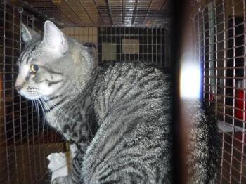 Domestic Short Hair Cats Available for Adoption in Doral, Florida - TAMMY | PetCurious