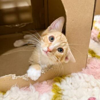 Bowser -  Domestic Short Hair Cat for Adoption in Agoura Hills, California - Bowser | PetCurious