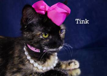 Tink -  Torbie Cat for Adoption in York, Nebraska - Tink | PetCurious