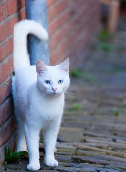 Siamese Cats Available for Adoption in Muskego, Wisconsin - Angel  | PetCurious