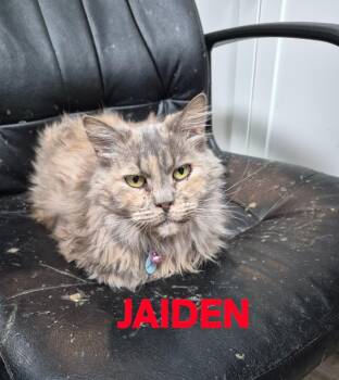 Jaiden -  Domestic Long Hair Cat for Adoption in Rome, Georgia - Jaiden | PetCurious