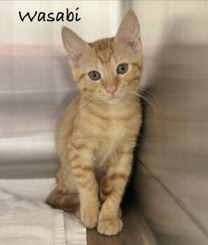 Wasabi -  Domestic Short Hair Cat for Adoption in Pawleys Island, South Carolina - Wasabi | PetCurious
