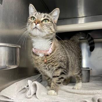 Melanie Rose -  Domestic Short Hair Cat for Adoption in Roanoke, Virginia - Melanie Rose | PetCurious