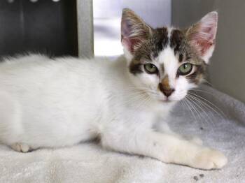 THEO -  Domestic Short Hair Cat for Adoption in Tallahassee, Florida - THEO | PetCurious