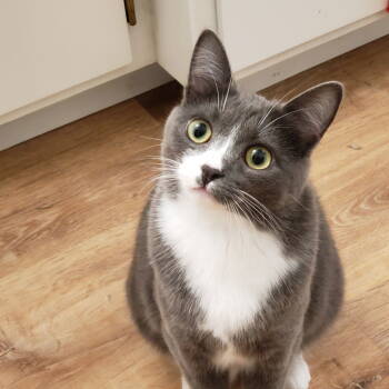 Rescue Domestic Short Hair and Tuxedo Cats for Adoption in Springfield, Oregon - Millie | PetCurious