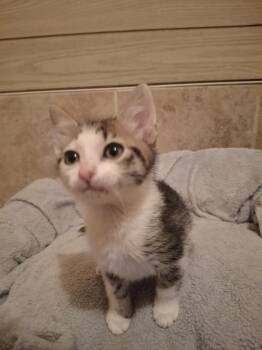 Domestic Short Hair Cats Available for Adoption - Regulus (tiny) G. | PetCurious