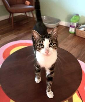 Sarah 4 years AVAILABLE 6/24 -  Domestic Short Hair Cat for Adoption in Sterling, Massachusetts - Sarah 4 Years AVAILABLE 6/24 | PetCurious