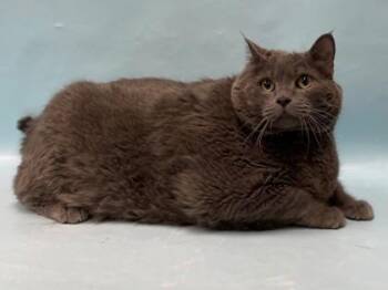Chandler -  Domestic Short Hair Cat for Adoption in Minneapolis, Minnesota - Chandler | PetCurious
