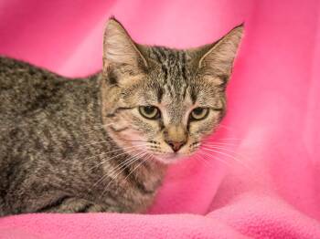Irma -  Domestic Short Hair Cat for Adoption in Deltona, Florida - Irma | PetCurious