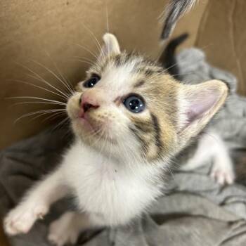 Tennessee -  Domestic Short Hair Cat for Adoption in Starkville, Mississippi - Tennessee | PetCurious