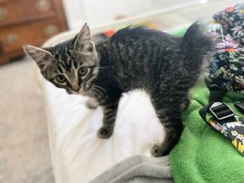 Rescue American Bobtail and Domestic Medium Hair Cats for Adoption in Murfreesboro, Tennessee - Quincy | PetCurious