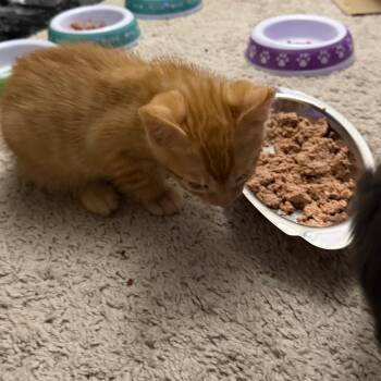Misty Morning 8 -  Domestic Medium Hair Cat for Adoption in Austin, Texas - Misty Morning 8 | PetCurious