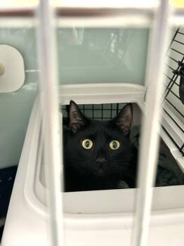 Madame Myrtle -  Domestic Short Hair Cat for Adoption in Muskegon, Michigan - Madame Myrtle | PetCurious