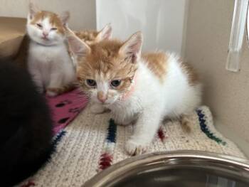 CAMERON JOHNSON -  Domestic Short Hair Cat for Adoption in Loveland, Colorado - CAMERON JOHNSON | PetCurious