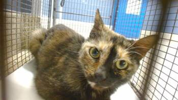 Domestic Short Hair Cats Available for Adoption in Doral, Florida - AKILA | PetCurious