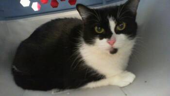 BONNIE -  Domestic Short Hair Cat for Adoption in Charlotte, North Carolina - BONNIE | PetCurious