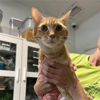 Dwaeji -  Domestic Short Hair Cat for Adoption in Tampa, Florida - Dwaeji | PetCurious