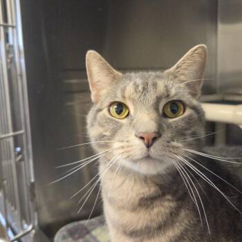 Bomani -  Domestic Short Hair Cat for Adoption in Rock Falls, Illinois - Bomani | PetCurious