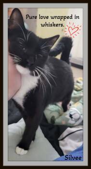 Rescue Domestic Short Hair Cats for Adoption in Winston-salem, North Carolina - Silvee  - A Classy Tuxedo Girl With A Sparkle In Her Step. | PetCurious