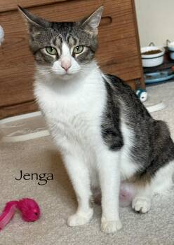 Jenga -  Domestic Short Hair Cat for Adoption in Brighton, Michigan - Jenga | PetCurious