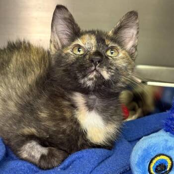 Mocha -  Domestic Short Hair Cat for Adoption in Asheville, North Carolina - Mocha | PetCurious