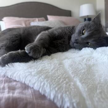 Domestic Short Hair Cats Available for Adoption in Nashville, Tennessee - Donley | PetCurious