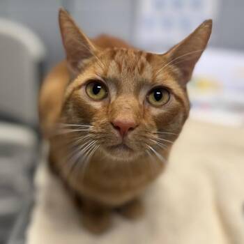 Leaf (Holland Cat Cove) -  Domestic Short Hair Cat for Adoption in West Olive, Michigan - Leaf (Holland Cat Cove) | PetCurious
