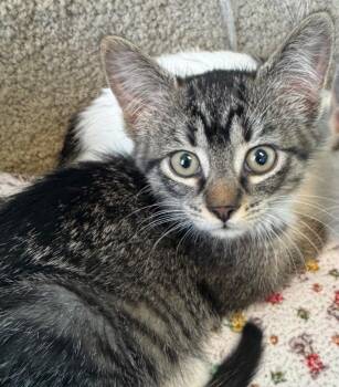 Keroppi -  Domestic Short Hair Cat for Adoption in Winnipeg, Manitoba - Keroppi | PetCurious