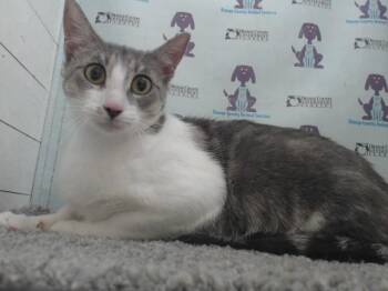 LOTUS -  Domestic Short Hair Cat for Adoption in Orlando, Florida - LOTUS | PetCurious