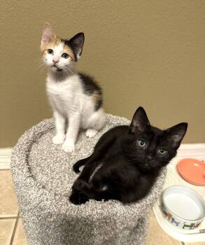 Rainbow -  Domestic Short Hair Cat for Adoption in Longwood, Florida - Rainbow | PetCurious