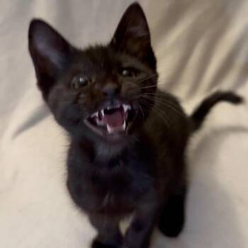 Chocolate -  Domestic Short Hair Cat for Adoption in Los Angeles, California - Chocolate | PetCurious