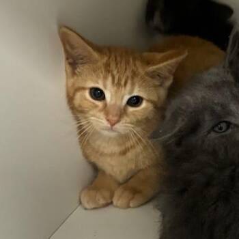 Copper -  Domestic Short Hair Cat for Adoption in Jeffersonville, Indiana - Copper | PetCurious
