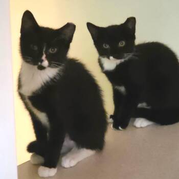 Voilet -  American Shorthair Cat for Adoption in Oceanside, New York - Voilet | PetCurious