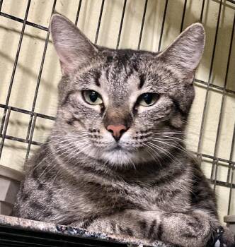 Rescue Tabby Cats for Adoption in Sandusky, Michigan - Maisie | PetCurious