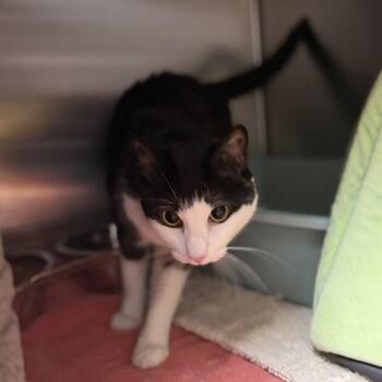 Bubbles -  Domestic Short Hair Cat Available for Adoption in Bullhead City, Arizona - Bubbles | PetCurious