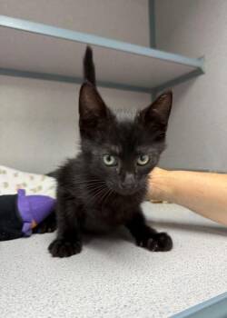 Cyclops -  Domestic Short Hair Cat for Adoption in Montgomery, New Jersey - Cyclops | PetCurious