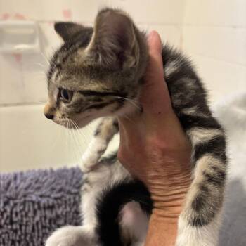 Stanley -  Domestic Short Hair Cat for Adoption in Jupiter, Florida - Stanley | PetCurious