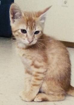 Miliza -  Dilute Calico Cat for Adoption in Chinle, Arizona - Miliza | PetCurious